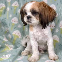 Shih Tzu Puppies from Altas Palmas Shih Tzu