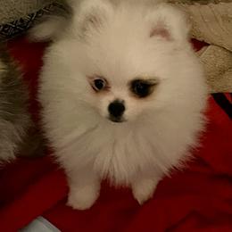 Pomeranian Puppies from Harmony Pomeranians