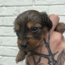 Girl 1 - Sable female Dachshund puppy in Brandon, Mississippi from A & N Kennels