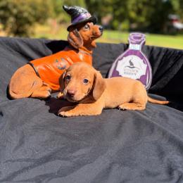 Mufasa AKC 2,500 - Red male Dachshund puppy in Indian Trail, North Carolina from Hilda’s Teenie Weenies