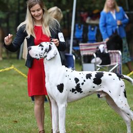 Eros - Great Dane