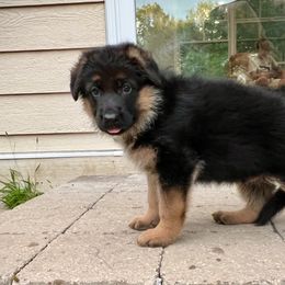 Boy 2 GREEN - German Shepherd puppy from Von Palmore Hof