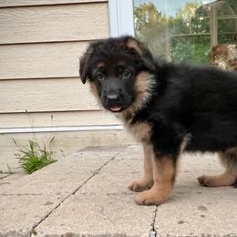 Boy 2 GREEN - German Shepherd puppy from Von Palmore Hof