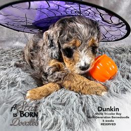 Bernedoodle Puppies from A Star is Born Doodles