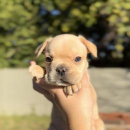 French Bulldog and Shih Tzu Puppies from Puppy Paper House