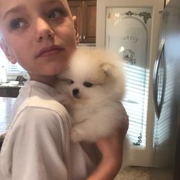 Pomeranian Puppies from Pardi Poms
