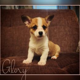 Glory - Sable female Pembroke Welsh Corgi puppy in Warrensburg, New York from The Adirondack Corgi
