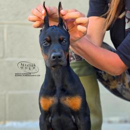 Mekha - Black and rust female Doberman Pinscher puppy in China Township, Michigan from Snell's Superior Kennel Dobermann & GSP