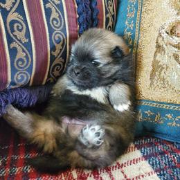 Jet - Beaver sable male Pomeranian puppy in Bellevue, Iowa from Fluffy Wonders Poms and Doodles