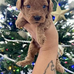 Marshmallow - Red female Cavapoo puppy in Tucson, Arizona from Indie Boo’s mini Cavapoos