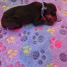 Blue Collar - Red and rust male Doberman Pinscher puppy in Acworth, Georgia from Stonewood Dobermans and Min Pins