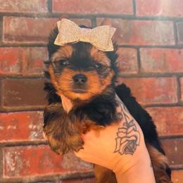 Lady - Black and tan female Yorkshire Terrier puppy in Georgia from Nalley Kennels