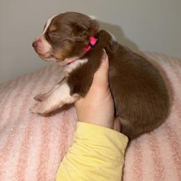 Daisy - Red tri-color female Australian Shepherd puppy in Anniston, Alabama from All Hale Aussies