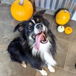 Duke - Miniature Australian Shepherd