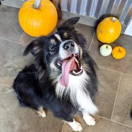 Duke - Miniature Australian Shepherd