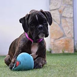 Mega - Boxer