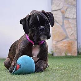 Mega - Boxer