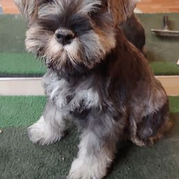 Miniature Schnauzer Puppies from Belle Vista Schnauzers