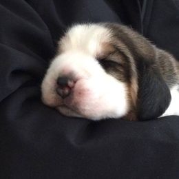 Beagle Puppies from Nor'easter
