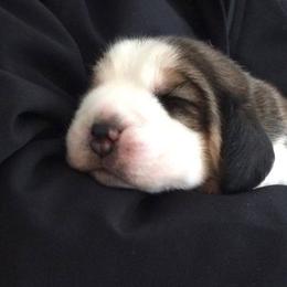 Beagle Puppies from Nor'easter