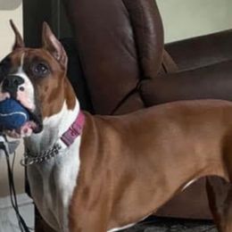 Charlie girl - Boxer