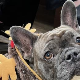 Dachshunds and French Bulldogs from Bad to the Bone French Bullies