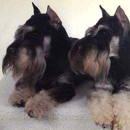 Miniature Schnauzers from Wards Creek Miniature Schnauzers