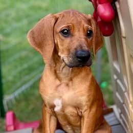 Avie - Rd whtn blk nose female Rhodesian Ridgeback puppy in Baytown, Texas from Tenaha Ridge Rhodesian Ridgebacks