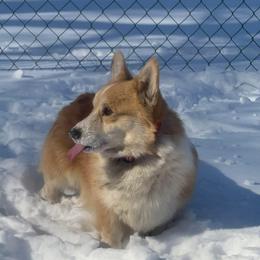 Gunner - Red male Pembroke Welsh Corgi puppy in Marshall, Missouri from The King’s Corgis
