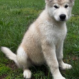 Candy - Sable and white female Alaskan Malamute puppy in Easton, Maryland from Stars Howl-O Kennels by FurEver Friends Inc