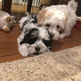 Afghan Hound and Havanese Puppies from Dragonfly Kennels