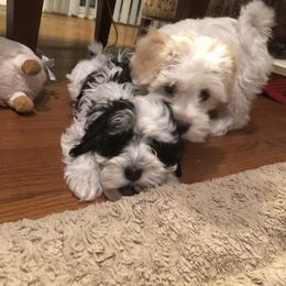 Afghan Hound and Havanese Puppies from Dragonfly Kennels