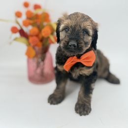 Emmett - Sable male Goldendoodle puppy in Taylor, Michigan from Mi Best Doodle Ever, LLC