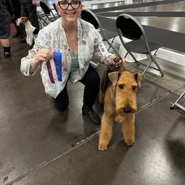 Buffy - Black and tan Airedale Terrier puppy in Lakewood, Washington from Hazel Blue Airedales