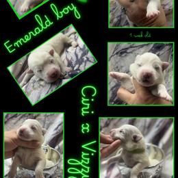 EMERALD Boy - White male German Shepherd puppy in Apache Junction, Arizona from CS Vista Farms