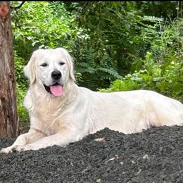 Miley - Golden Retriever