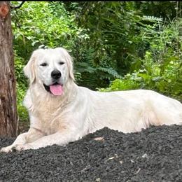 Miley - Golden Retriever