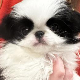 Japanese Chins from Tuxedo Japanese Chin