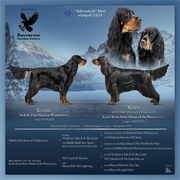 Gordon Setter Puppies from Ravenrose Gordon Setters