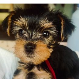 Billie Holiday - Black and tan female Yorkshire Terrier puppy in Bakersfield, California from Central Valley Yorkies
