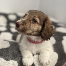 Gator - Dachshund
