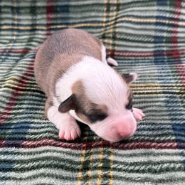 Dasher - Sable and white male American Corgi puppy in Waskom, Texas from Piney Woods Corgis