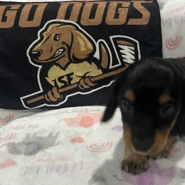 Brooklyn ( lg blk an tan) - Black and tan male Dachshund puppy in Wesley Chapel, Florida from Russell Lee Overton