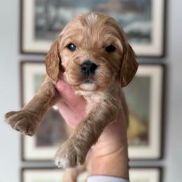 Kiss - Apricot male Cavapoo puppy in Grand Blanc, Michigan from Halsey Poodles and Doodles
