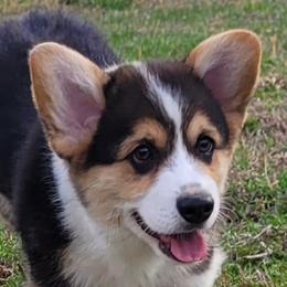 Danny - Black and tan male Pembroke Welsh Corgi puppy in Sparta, Tennessee from Poso Creek Corgis