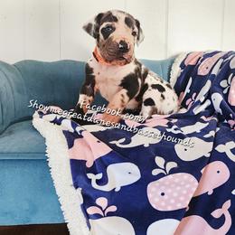 Orange Collar - Harlequin male Great Dane puppy in Alton, Illinois from Show Me Great Danes and Basset Hounds