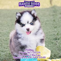 Holiday - Black and white male Pomsky puppy in Humeston, Iowa from M.A.R. Dogs