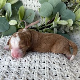 Aurora - Red female Bernedoodle puppy in Spanish Fork, Utah from K Brand Doodles