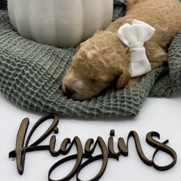 Boy 5 - Red  Goldendoodle puppy in Blanchard, Oklahoma from I Dream of Doodles