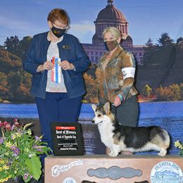 Teti - Pembroke Welsh Corgi